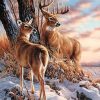 Snow Deers Paint By Number