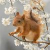 Squirrel Animal Paint By Number