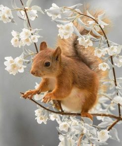 Squirrel Animal Paint By Number