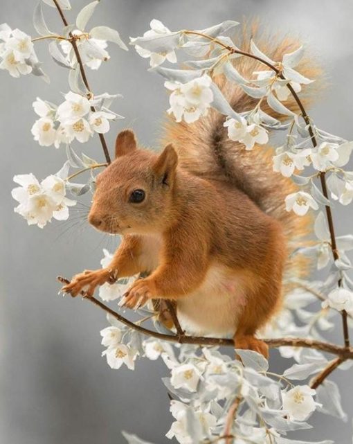 Squirrel Animal Paint By Number