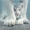 White Tiger Paint By Number