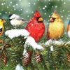 Winter Birds Paint By Number