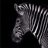 Zebra Animal Paint By Number