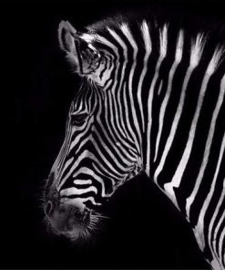 Zebra Animal Paint By Number