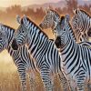 Zebra Animals Paint By Number