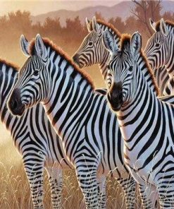 Zebra Animals Paint By Number