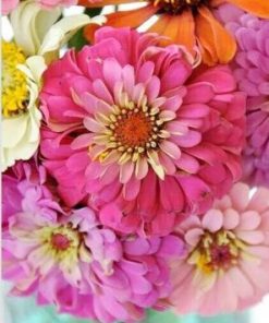 Zinnia Flowers Paint By Number