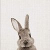 grey rabbit paint by number