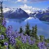 Lupine Plant On The Mountains Paint By Number