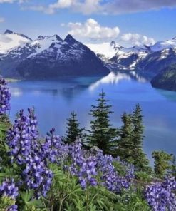 Lupine Plant On The Mountains Paint By Number