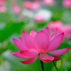 Pinky Lotus Flower NEW Paint By Numbers