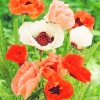 Poppy Colorful Flowers NEW Paint By Numbers