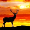 Deer Sunset Silhouette NEW Paint By Numbers