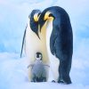 Penguin Family NEW Paint By Numbers