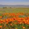 Orange Poppy Field paint by numbers