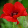 Red Poppy Flower paint by numbers