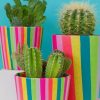 Cactus Plants paint by numbers