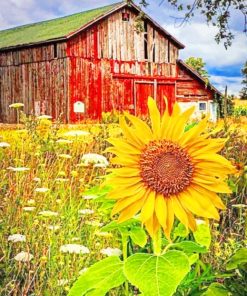 Old Barn And Sunflowers paint by numbers