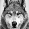 Black And White Wolf Paint by numbers