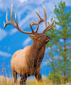 Bull Elk Paint by numbers