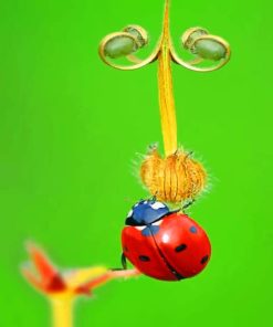 Ladybug paint by numbers