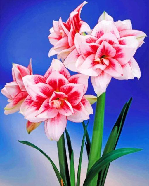 Amaryllis flower paint by number