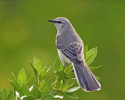 mockingbird-animal-paint-by-numbers