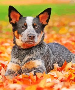 Blue-heeler-paint-by-numbers