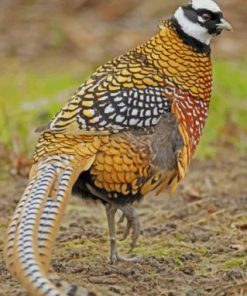 Pheasant Bird paint by numbers