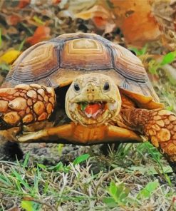 animal-tortoise-paint-by-numbers