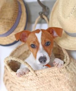 Cute Jack Russell Paint by numbers