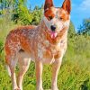 red-heeler-paint-by-numbers