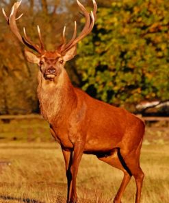 red-stag-deer-paint-by-number