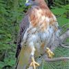 red-tailed-hawk-paint-by-numbers