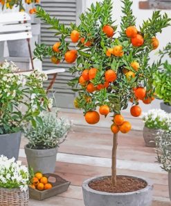 orange tree in pot paint by numbers