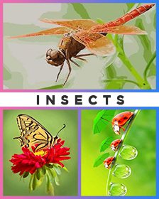 Insects