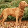 Chesapeake Bay Retriever paint by number