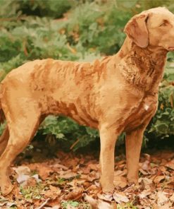 Chesapeake Bay Retriever paint by number