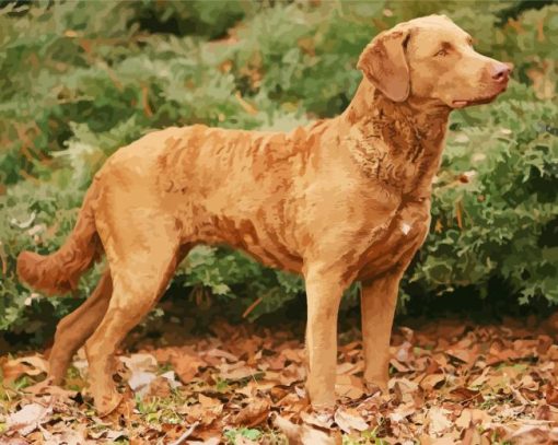 Chesapeake Bay Retriever paint by number