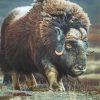 Muskox Animal paint by number