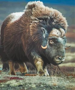 Muskox Animal paint by number