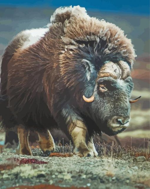 Muskox Animal paint by number