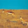 Springbok Animals paint by number