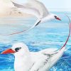 Tropic Sea Birds paint by number