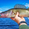 Walleye Fish paint by number