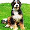 Bernedoodle paint by number