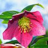 Pink Hellebore paint by number