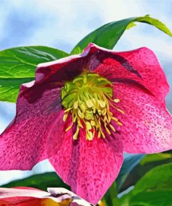 Pink Hellebore paint by number