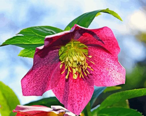 Pink Hellebore paint by number