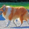 Rough Collie Animal paint by number